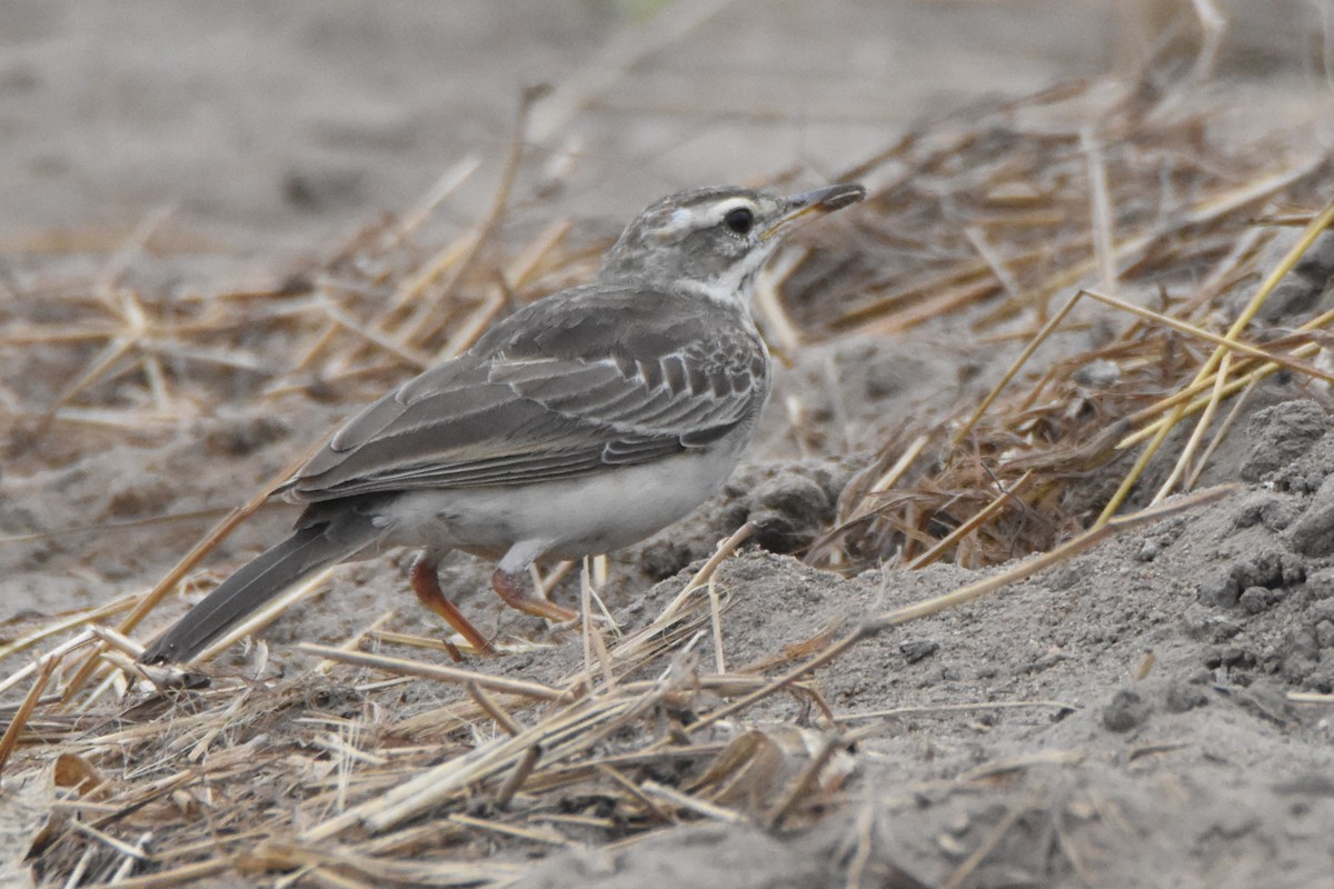 Long-legged Pipit - ML621276982