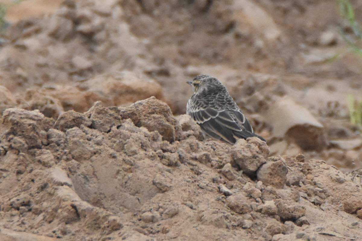 Long-legged Pipit - ML621276983