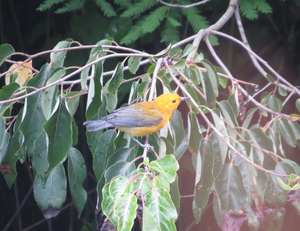 Prothonotary Warbler - ML621277107