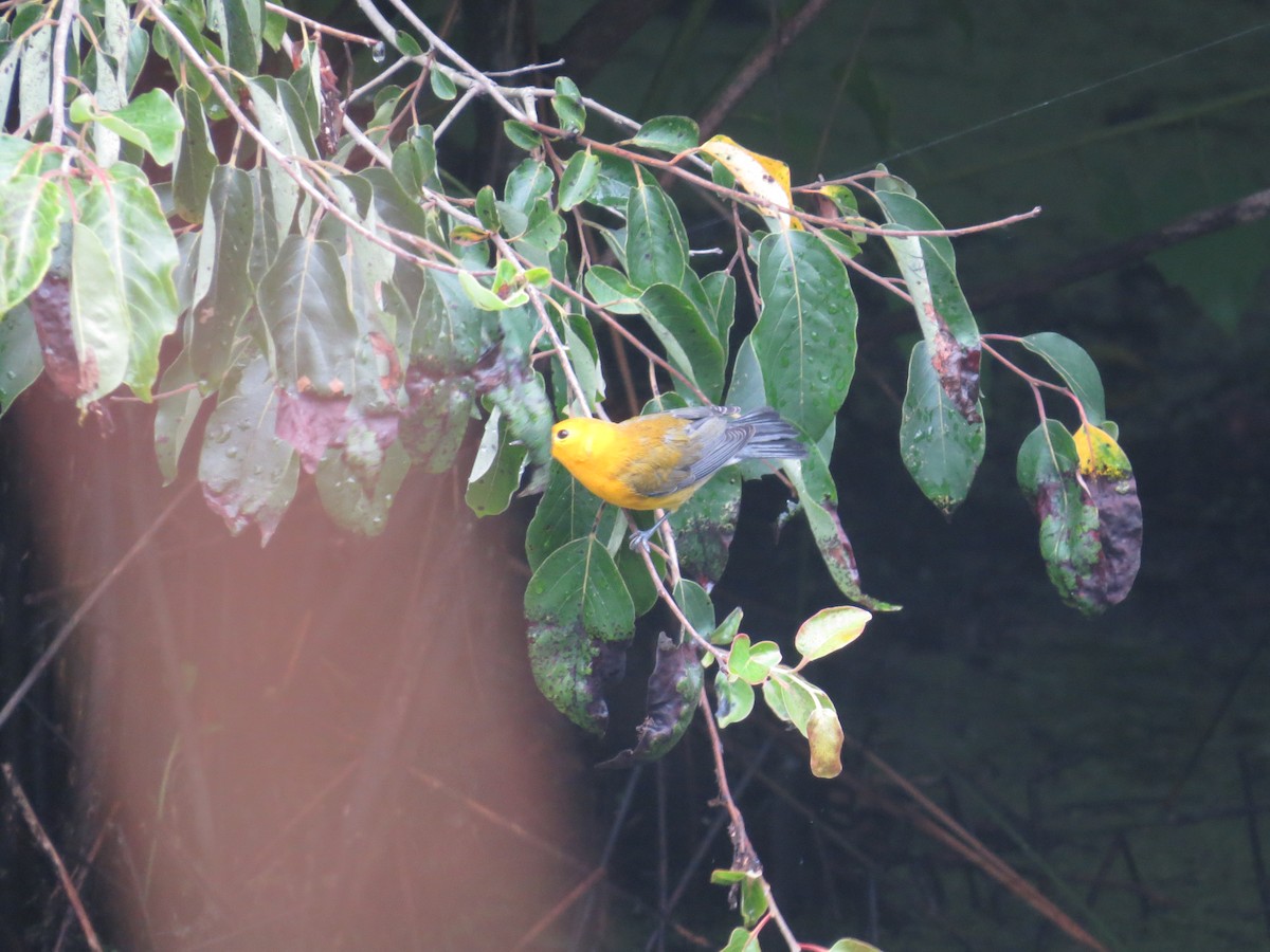 Prothonotary Warbler - ML621277108