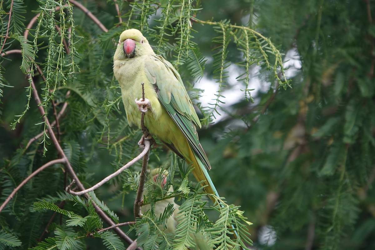 Rose-ringed Parakeet - ML621277179