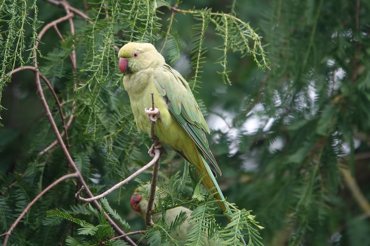 Rose-ringed Parakeet - ML621277180