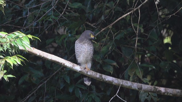 Roadside Hawk - ML621277201