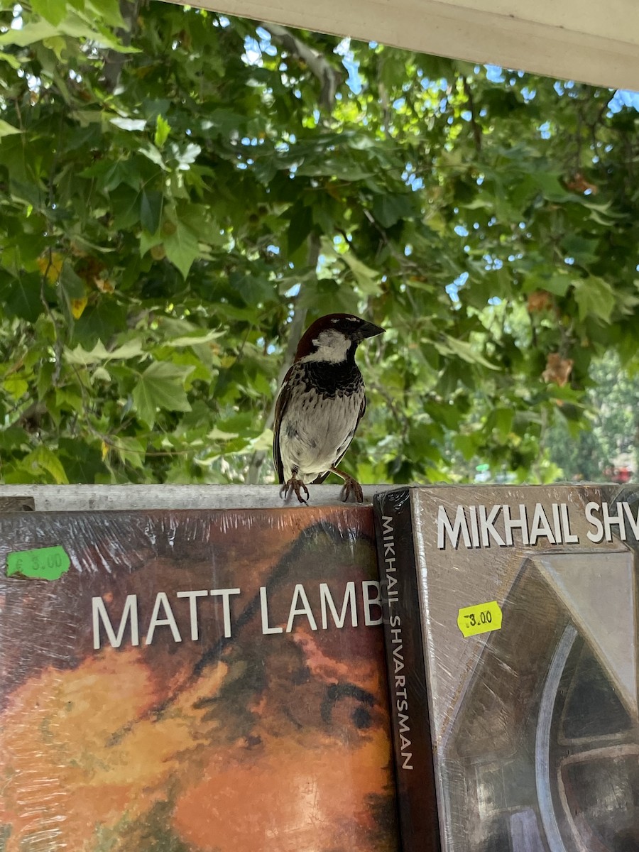 Italian Sparrow - ML621277214