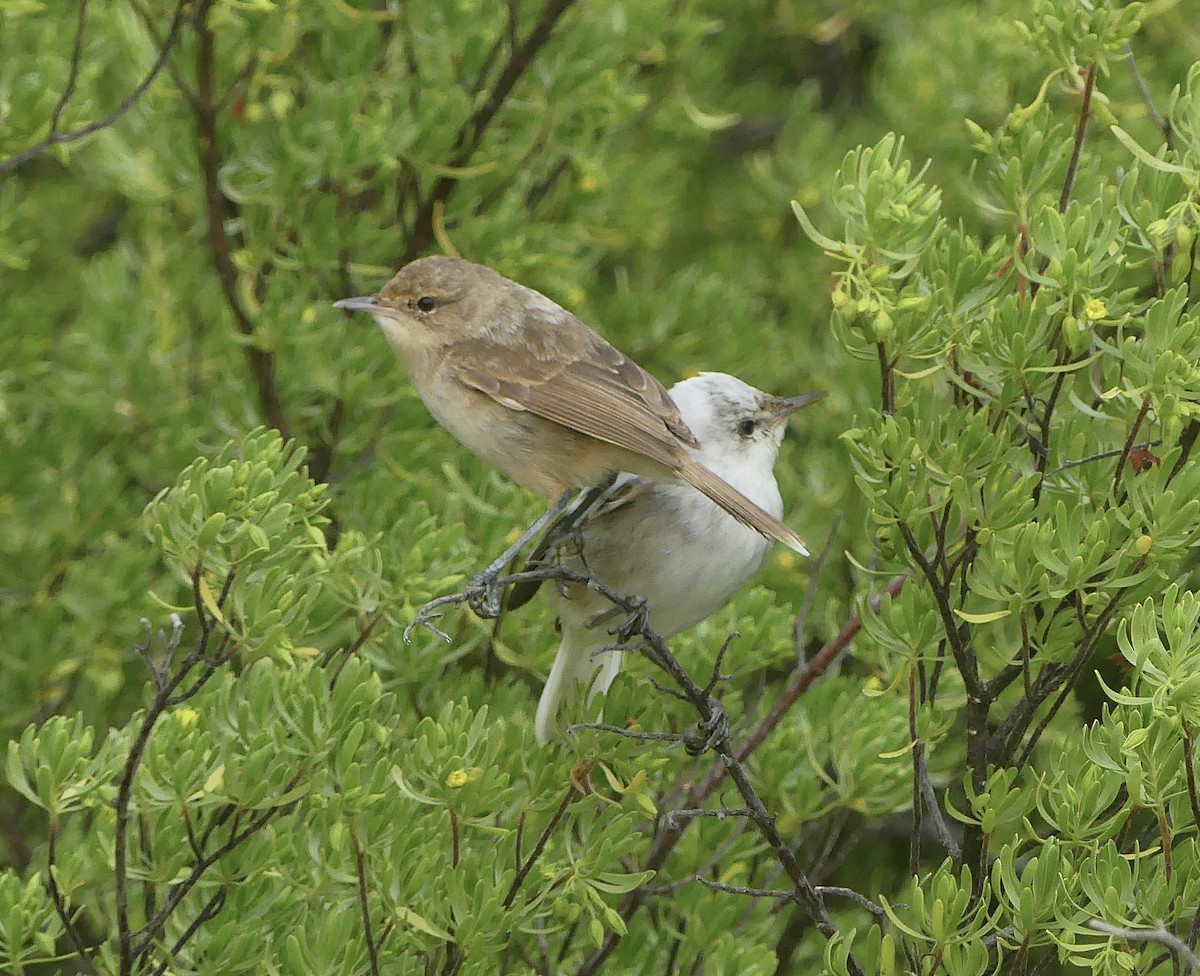 Henderson Island Reed Warbler - ML621277258