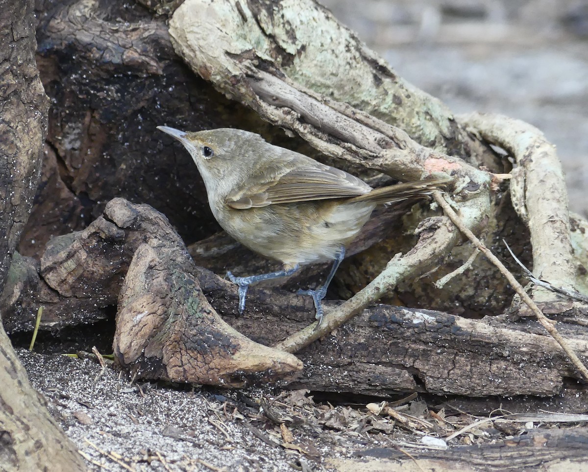 Henderson Island Reed Warbler - ML621277259