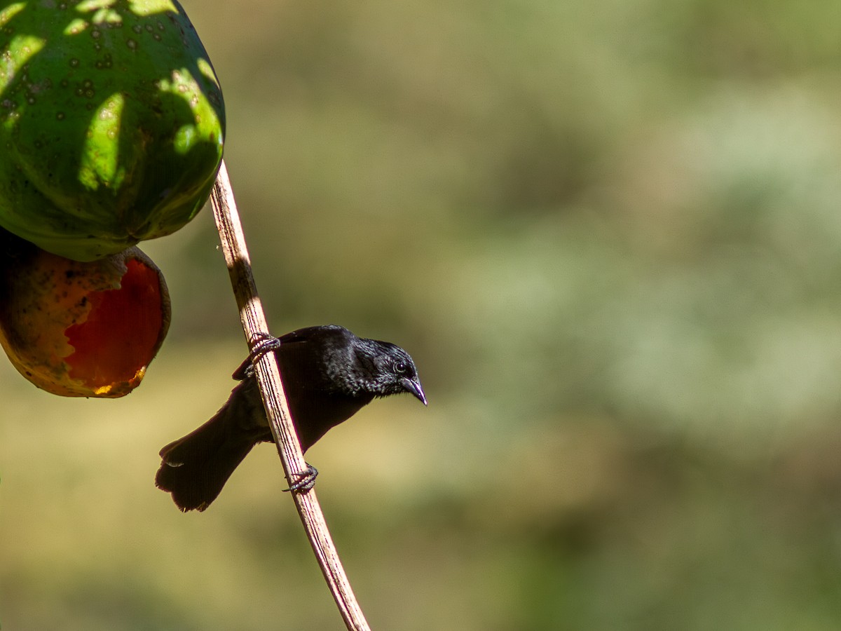 Forbes's Blackbird - ML621277288