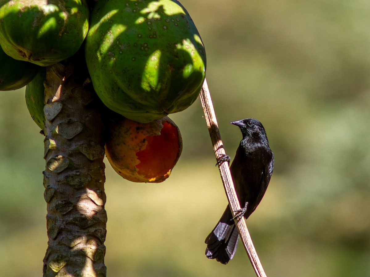 Forbes's Blackbird - ML621277289