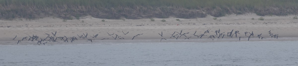 Black Skimmer - ML621277340