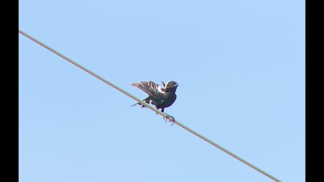 bobolink americký - ML621277485