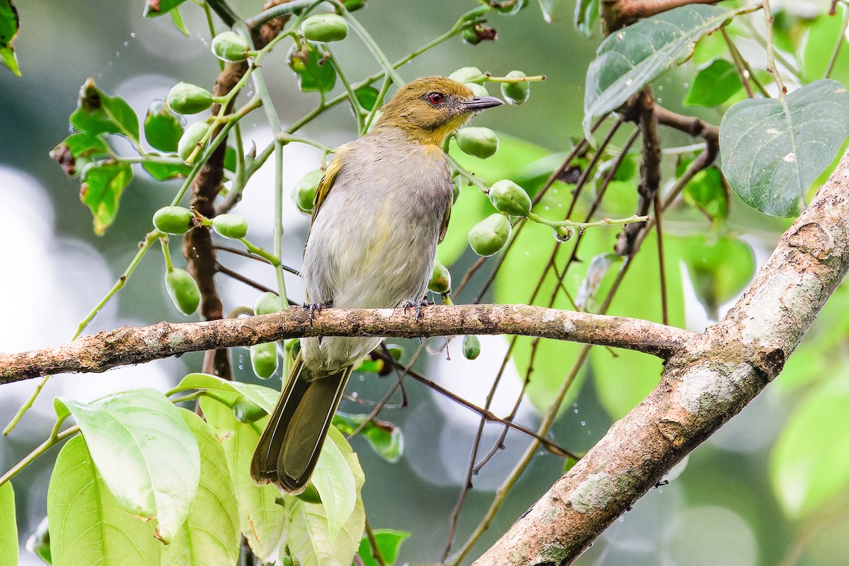 Yellow-necked Greenbul - ML621277494