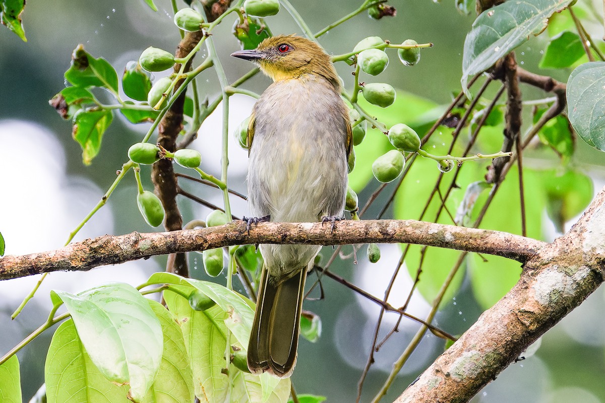 Yellow-necked Greenbul - ML621277495