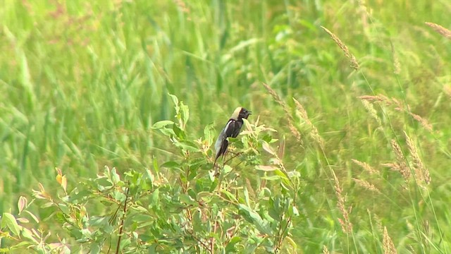 bobolink americký - ML621277520