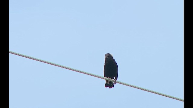 bobolink americký - ML621277563