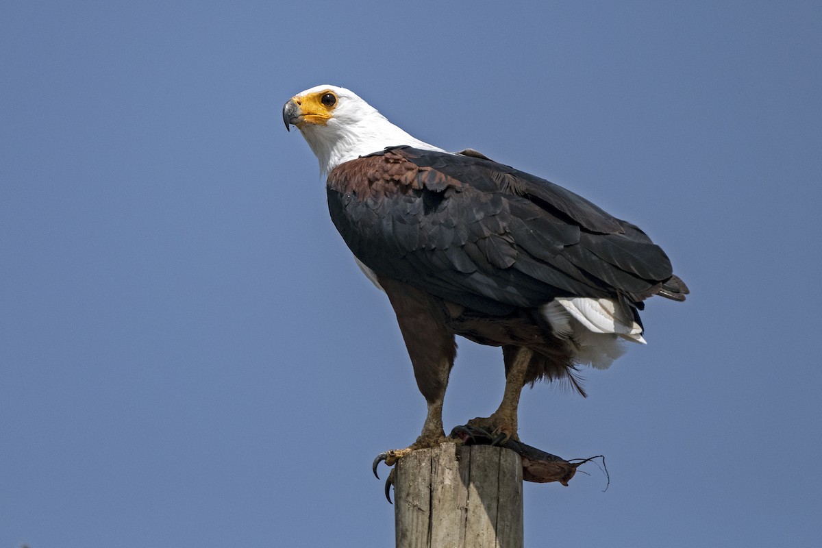 African Fish-Eagle - ML621277568