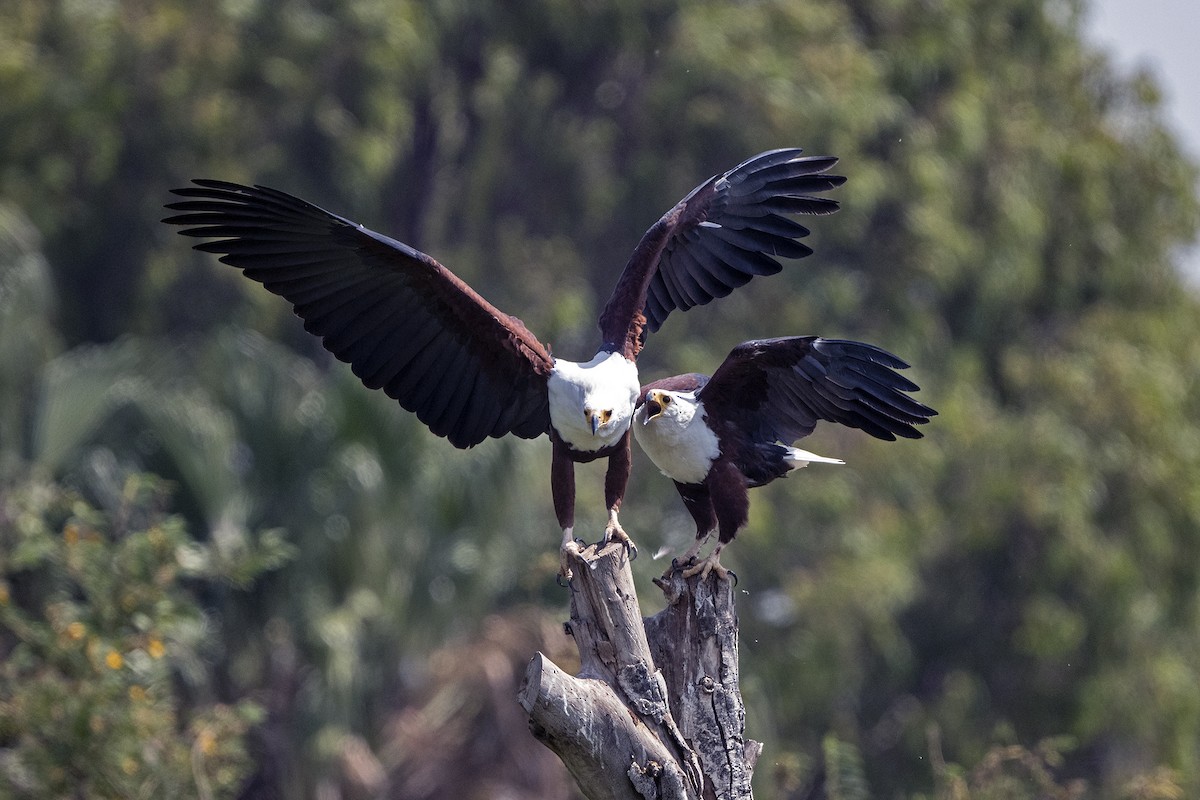 African Fish-Eagle - ML621277569