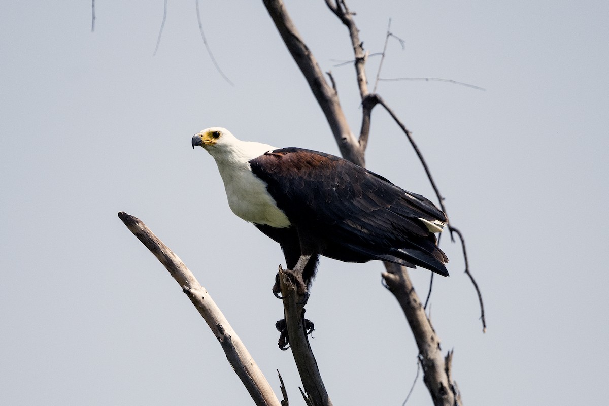 African Fish-Eagle - ML621277570