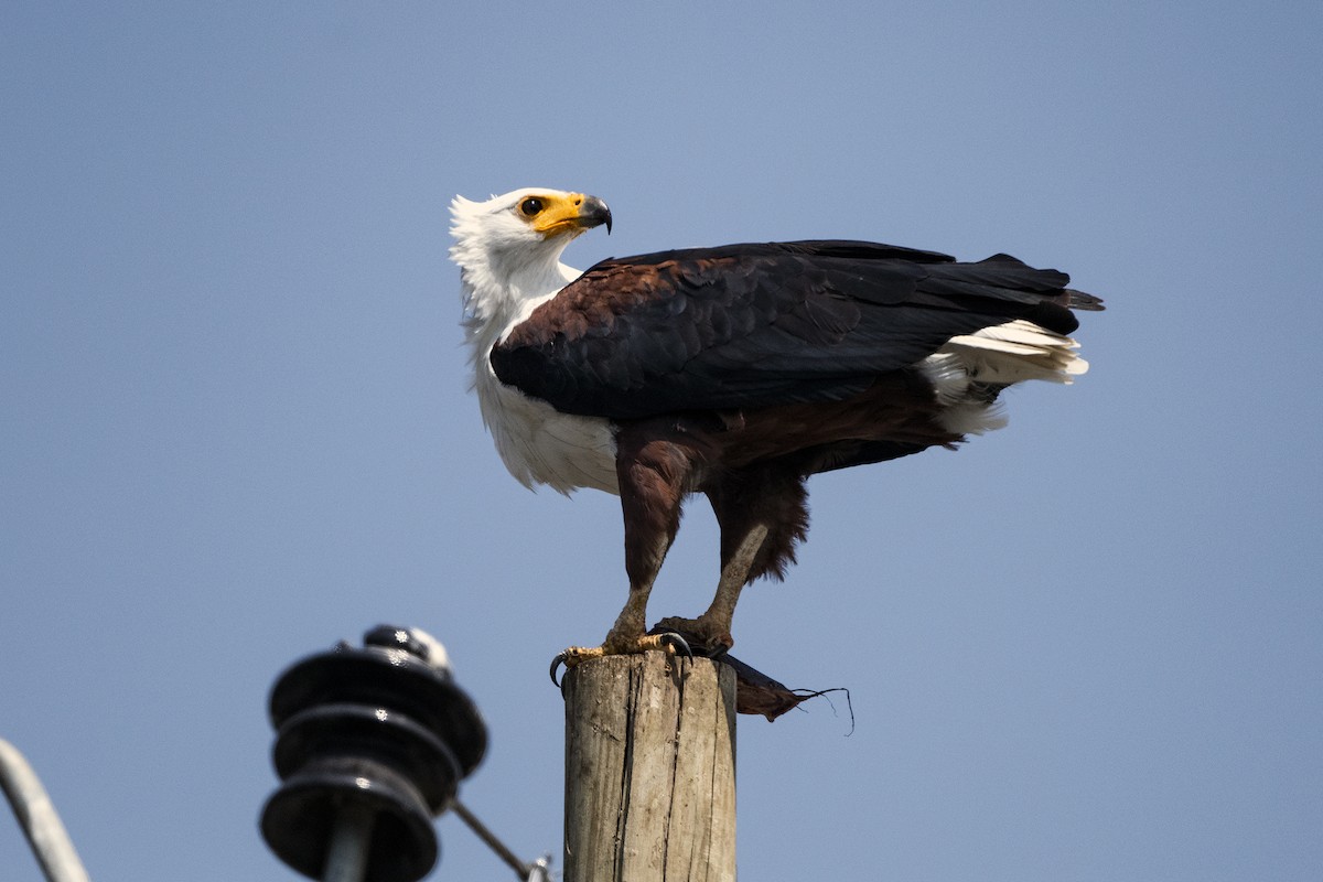 African Fish-Eagle - ML621277571