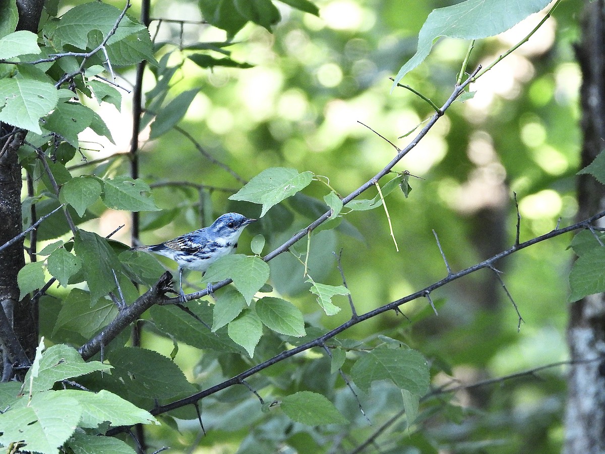 Cerulean Warbler - ML621277744