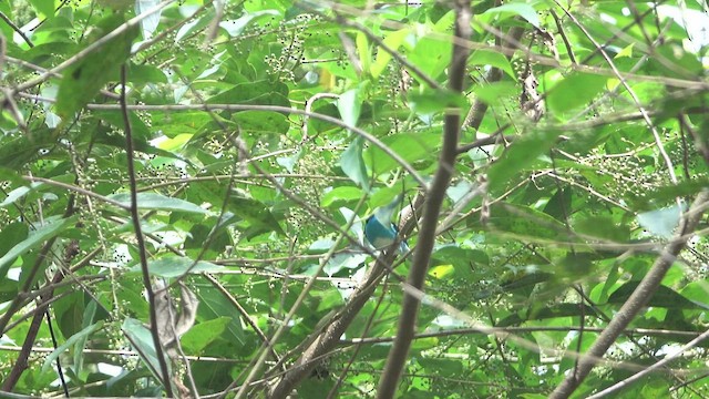 Dacnis à coiffe bleue - ML621277751