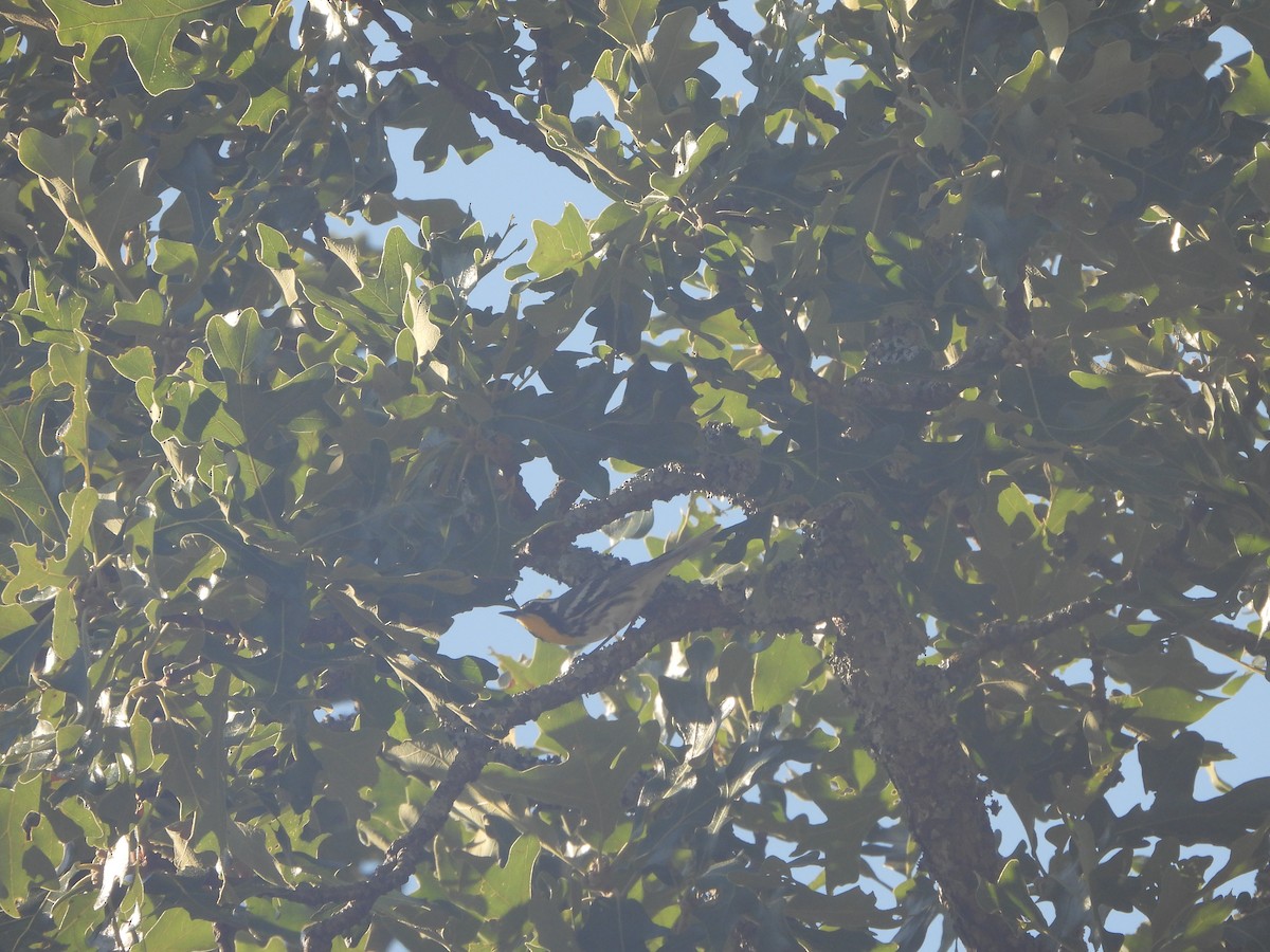 Yellow-throated Warbler - ML621277777