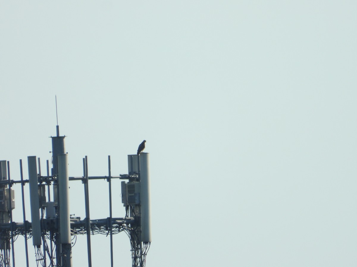 Red-tailed Hawk - ML621277830