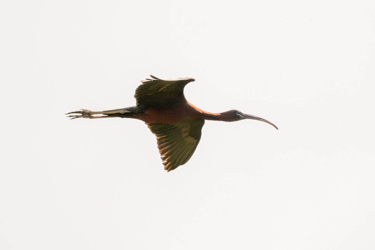 Ibis falcinelle - ML621277854