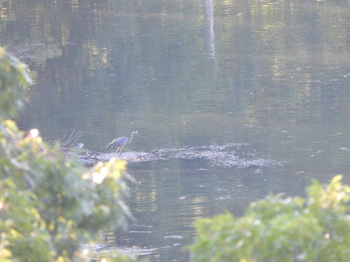Great Blue Heron - ML621277859