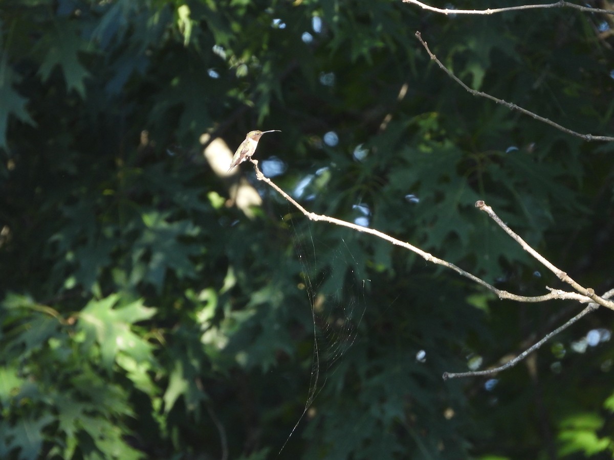 Ruby-throated Hummingbird - ML621277897