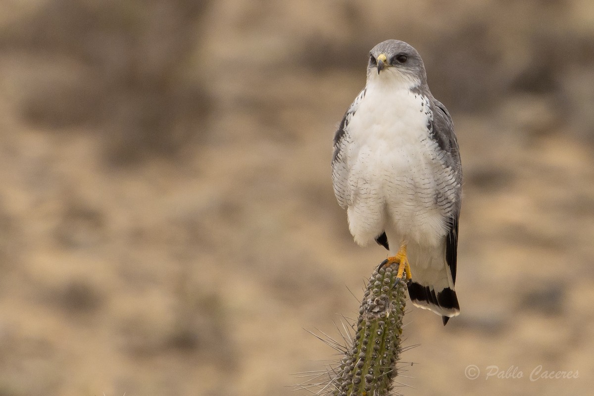 Variable Hawk - Pablo Andrés Cáceres Contreras