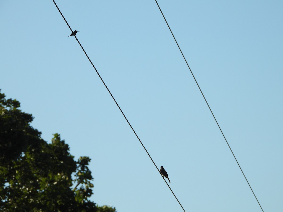 Eastern Phoebe - ML621277938