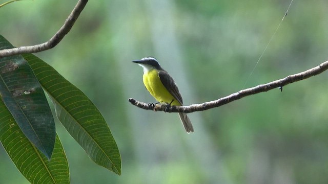 Lesser Kiskadee - ML621277939