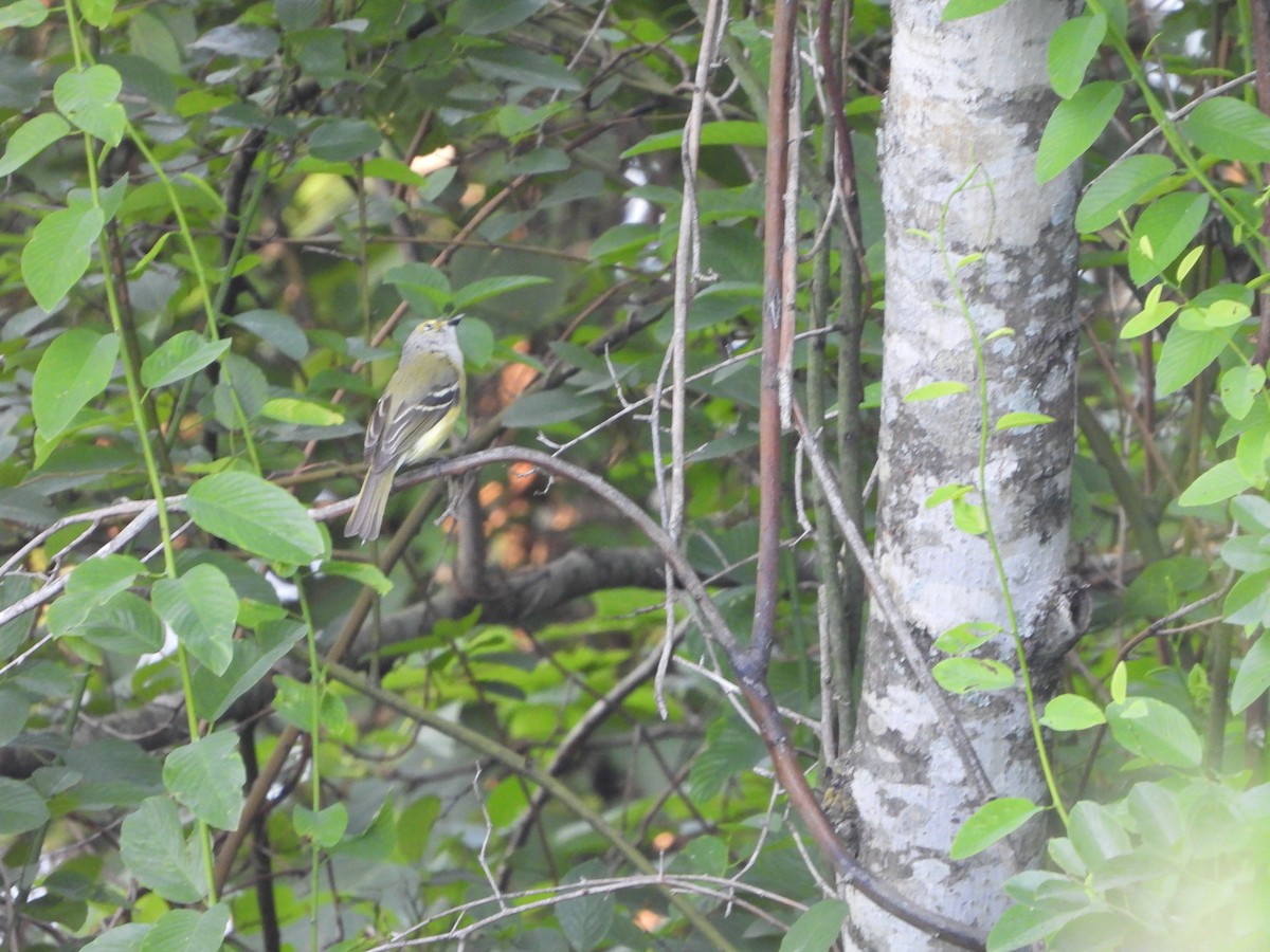 ויראו לבן-עין - ML621277970