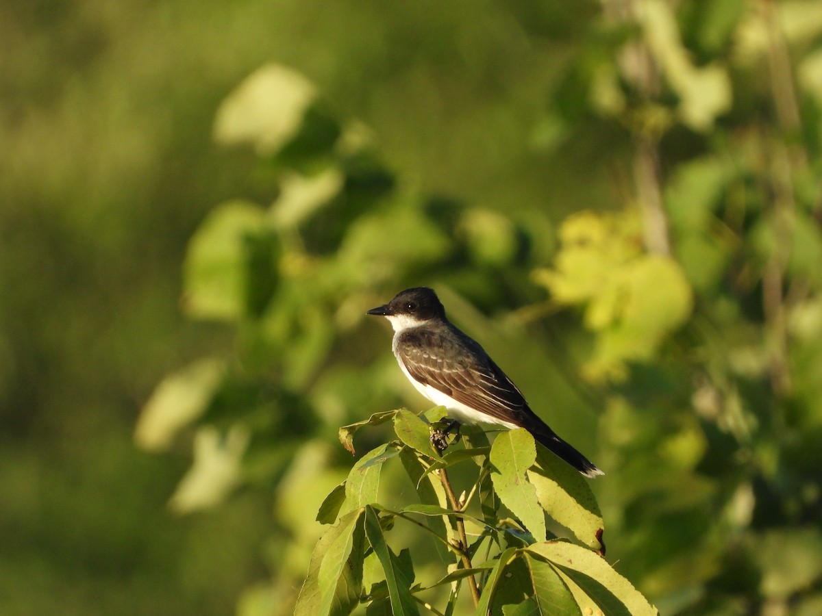Eastern Kingbird - ML621277994