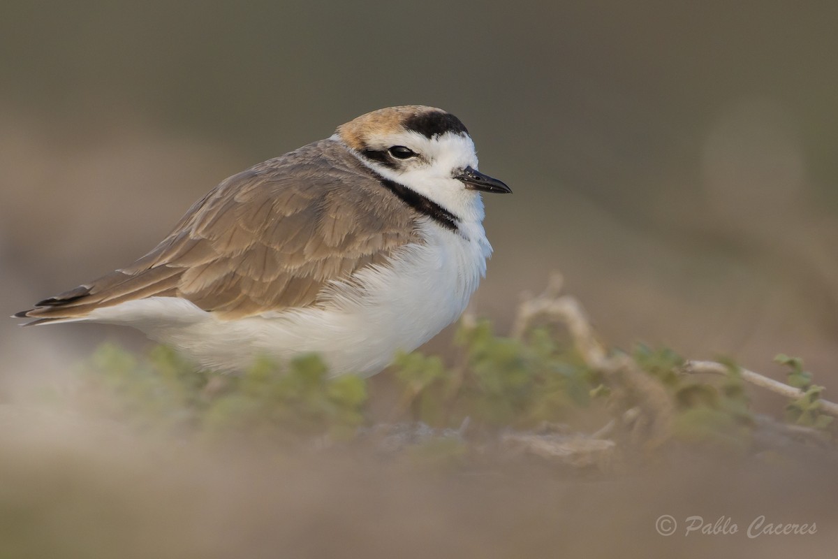 Snowy Plover - Pablo Andrés Cáceres Contreras