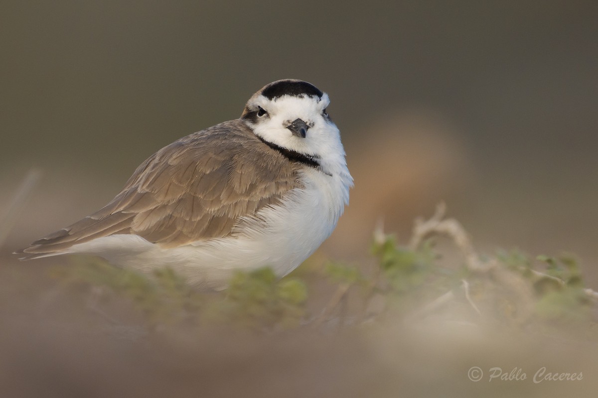 Snowy Plover - Pablo Andrés Cáceres Contreras