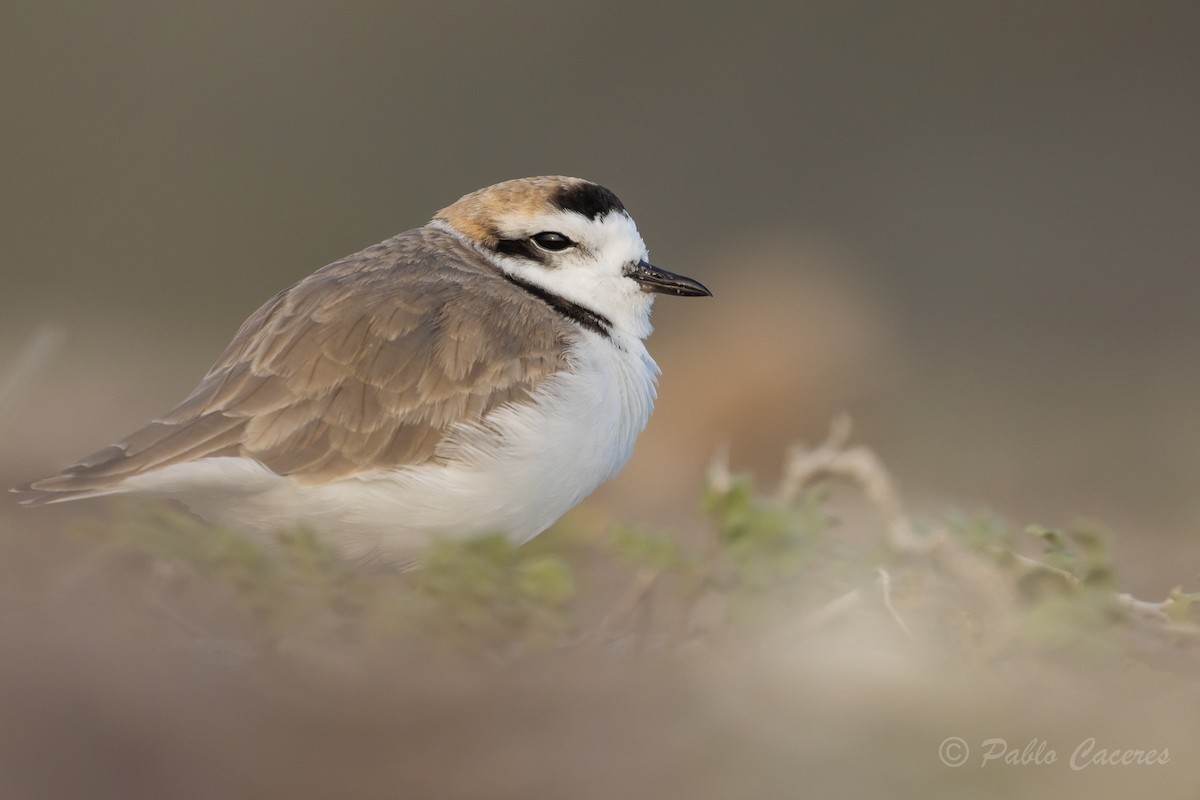 Snowy Plover - Pablo Andrés Cáceres Contreras