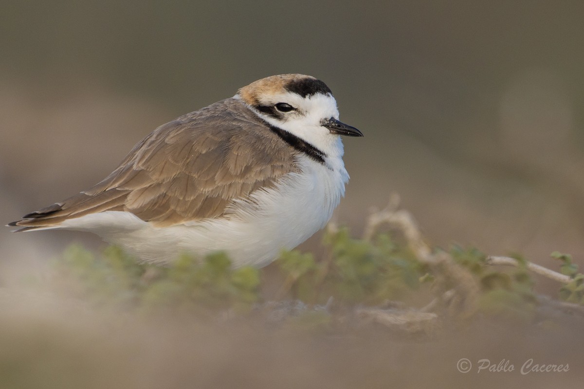 Snowy Plover - Pablo Andrés Cáceres Contreras