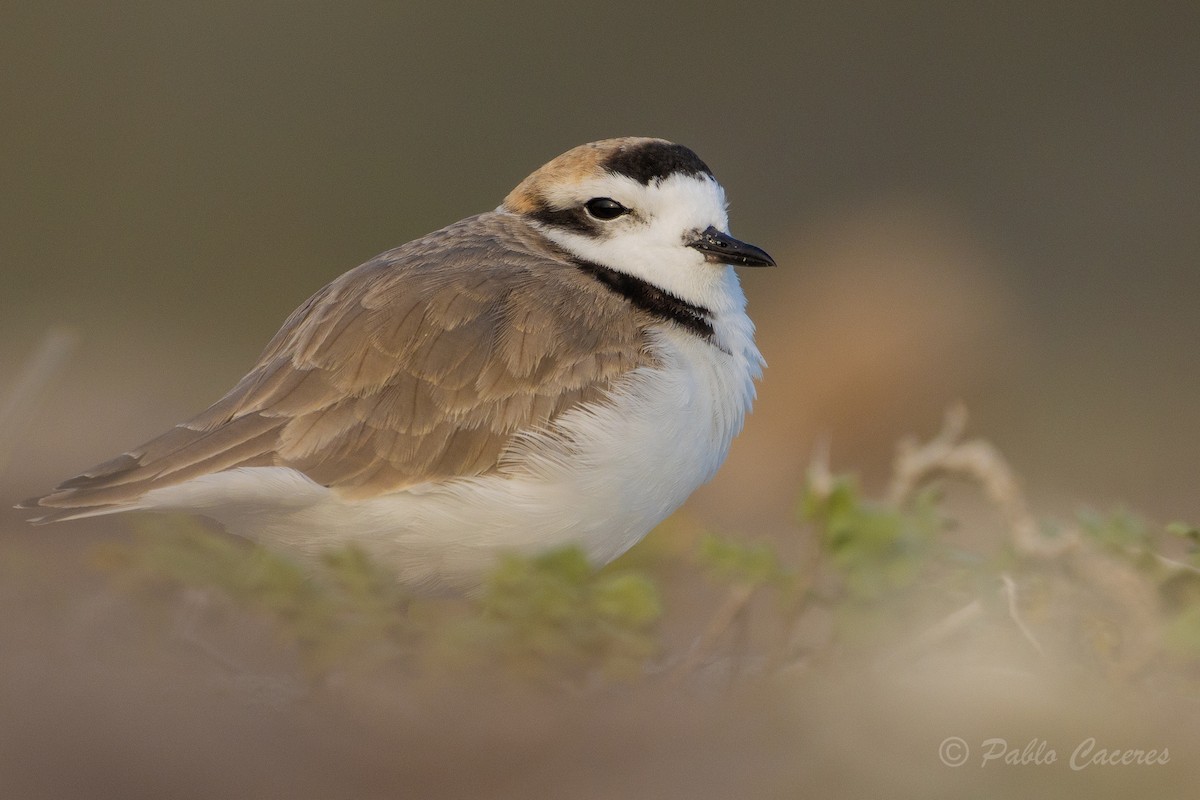 Snowy Plover - Pablo Andrés Cáceres Contreras