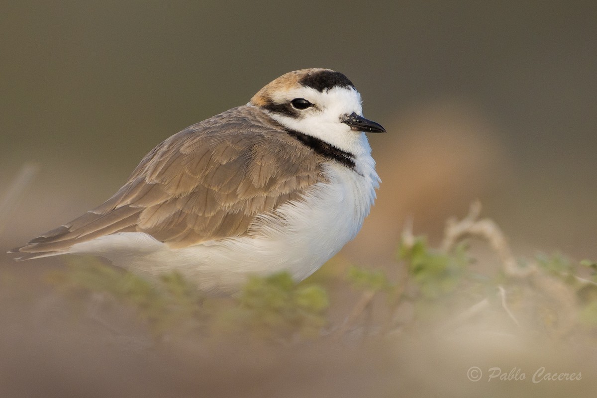 Snowy Plover - Pablo Andrés Cáceres Contreras