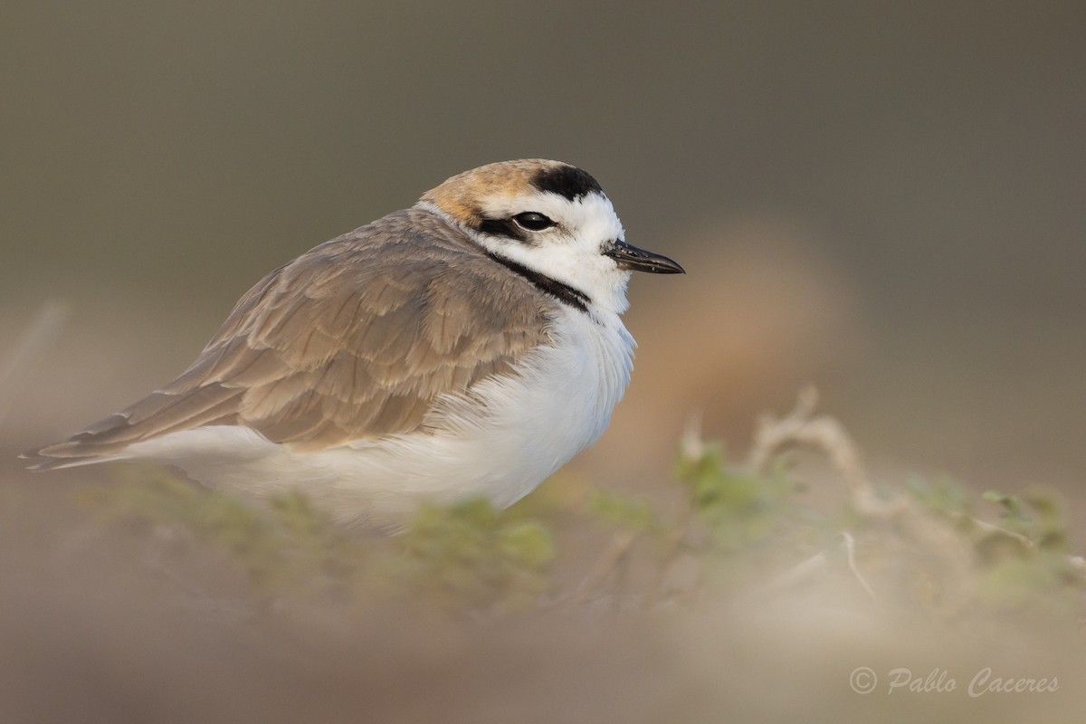 Snowy Plover - Pablo Andrés Cáceres Contreras