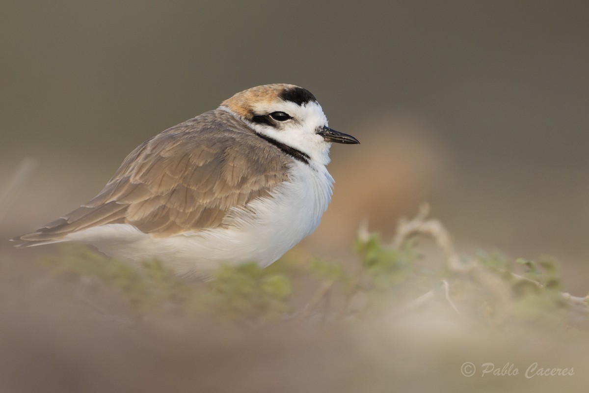 Snowy Plover - Pablo Andrés Cáceres Contreras