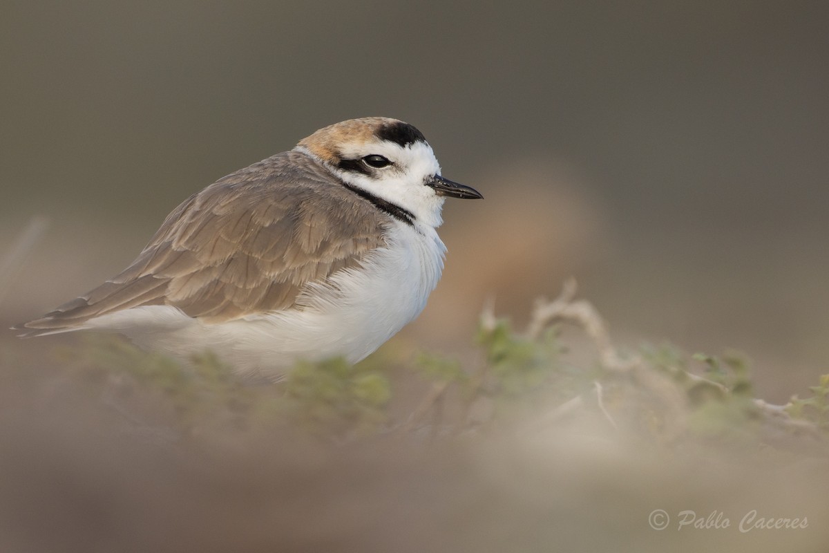 Snowy Plover - Pablo Andrés Cáceres Contreras