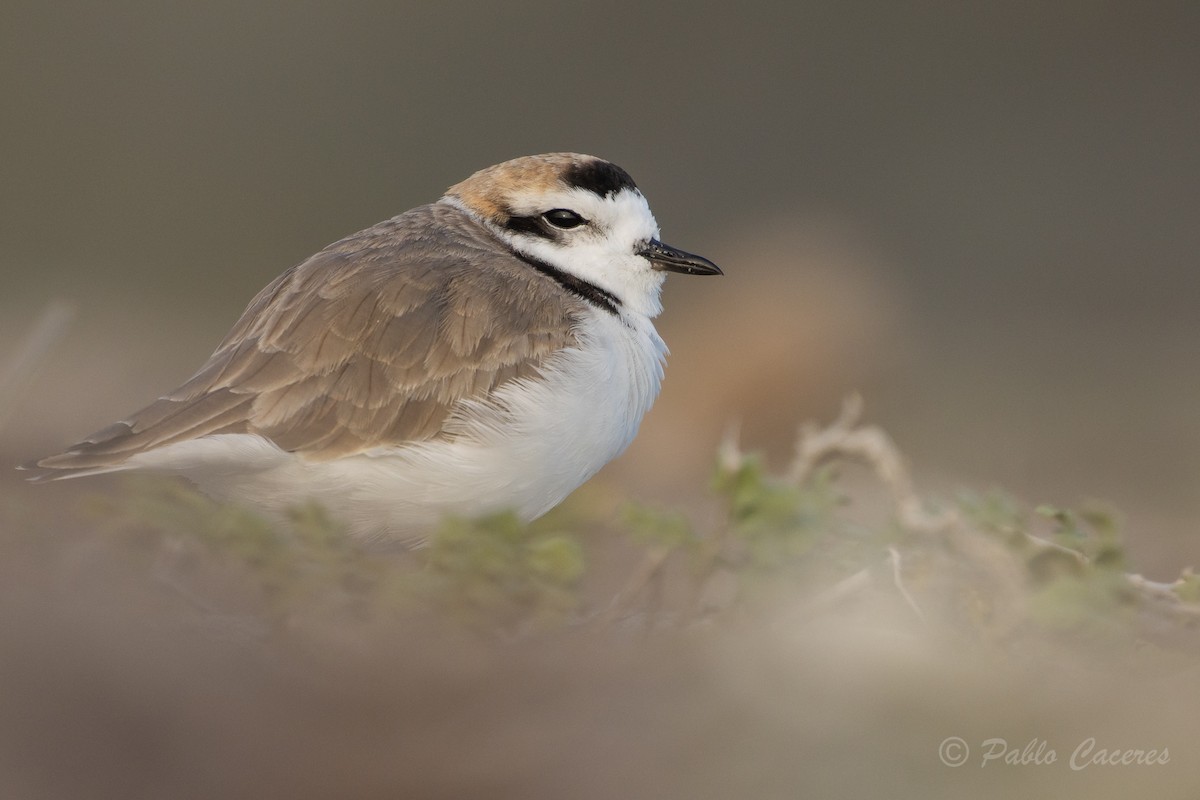 Snowy Plover - Pablo Andrés Cáceres Contreras