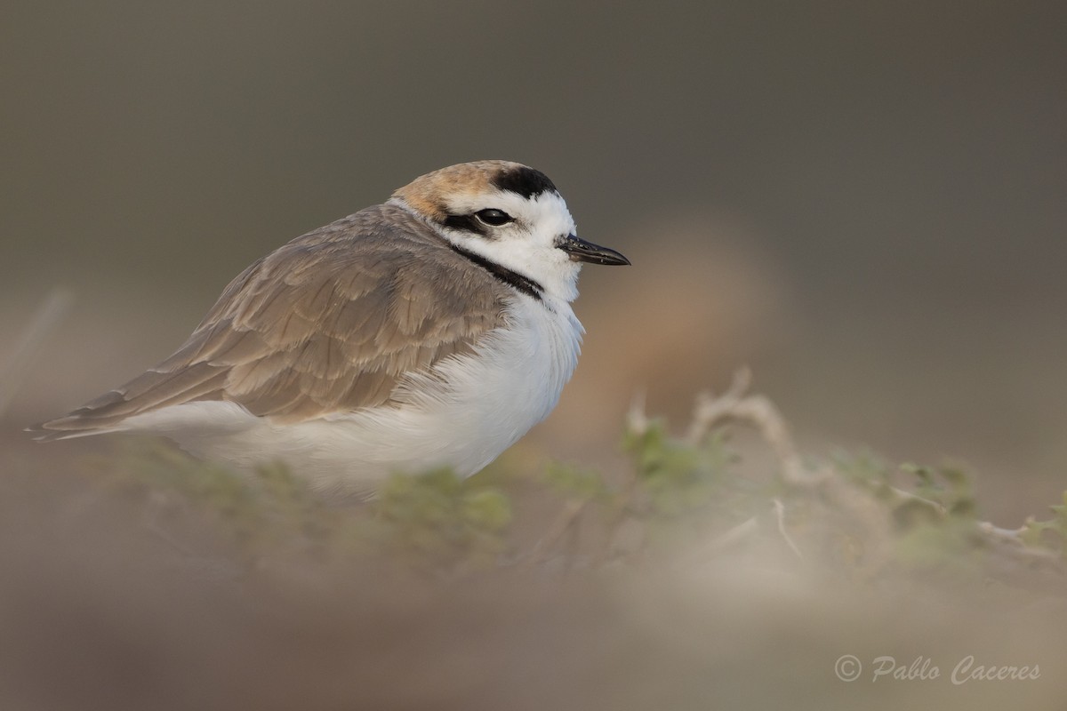 Snowy Plover - Pablo Andrés Cáceres Contreras