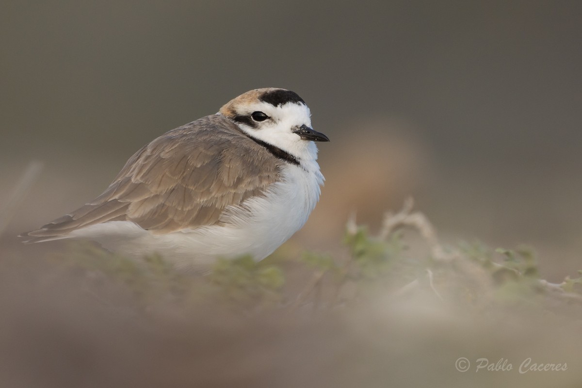 Snowy Plover - Pablo Andrés Cáceres Contreras