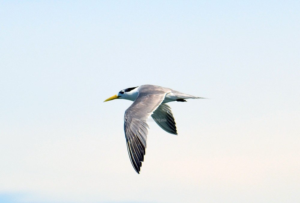 Great Crested Tern - ML621278081