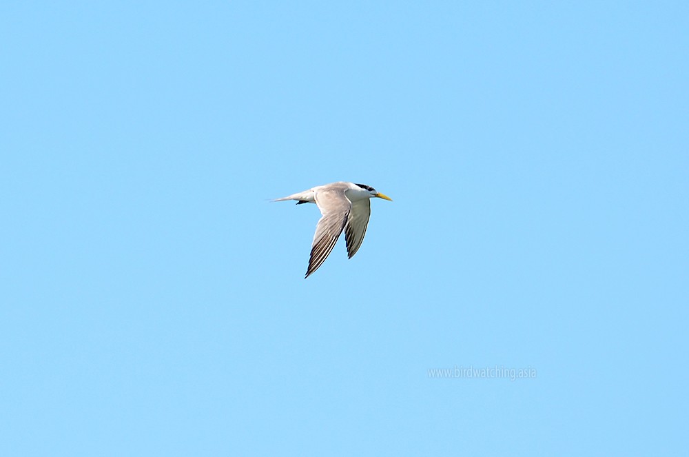 Great Crested Tern - ML621278082