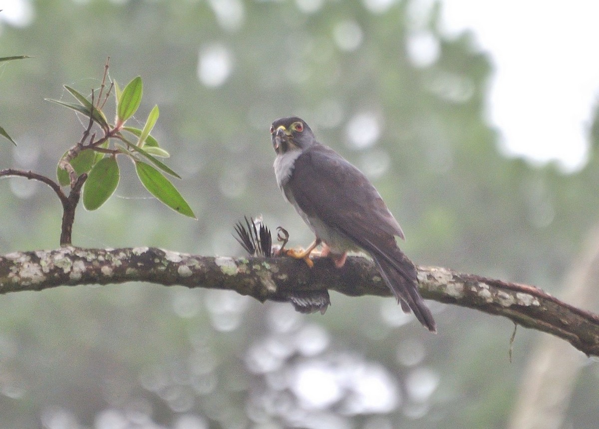 Rufous-thighed Kite - ML621278156