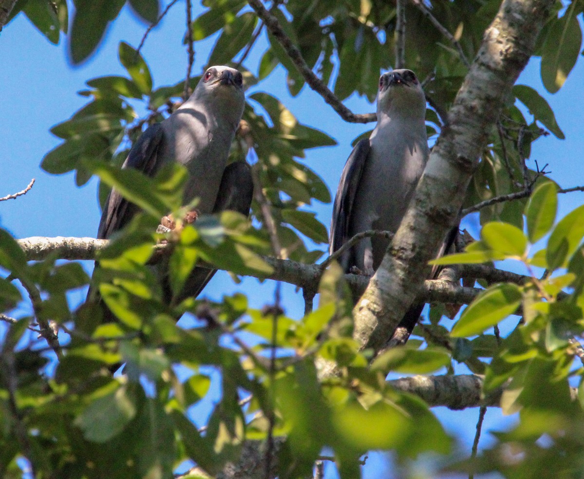 Mississippi Kite - ML621278233